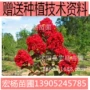 美国基地速生紫薇紫薇苗