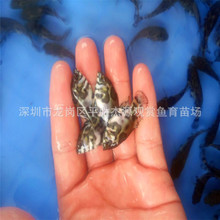 地图鱼苗_热带鱼观赏鱼批发.5公分地图鱼苗猪