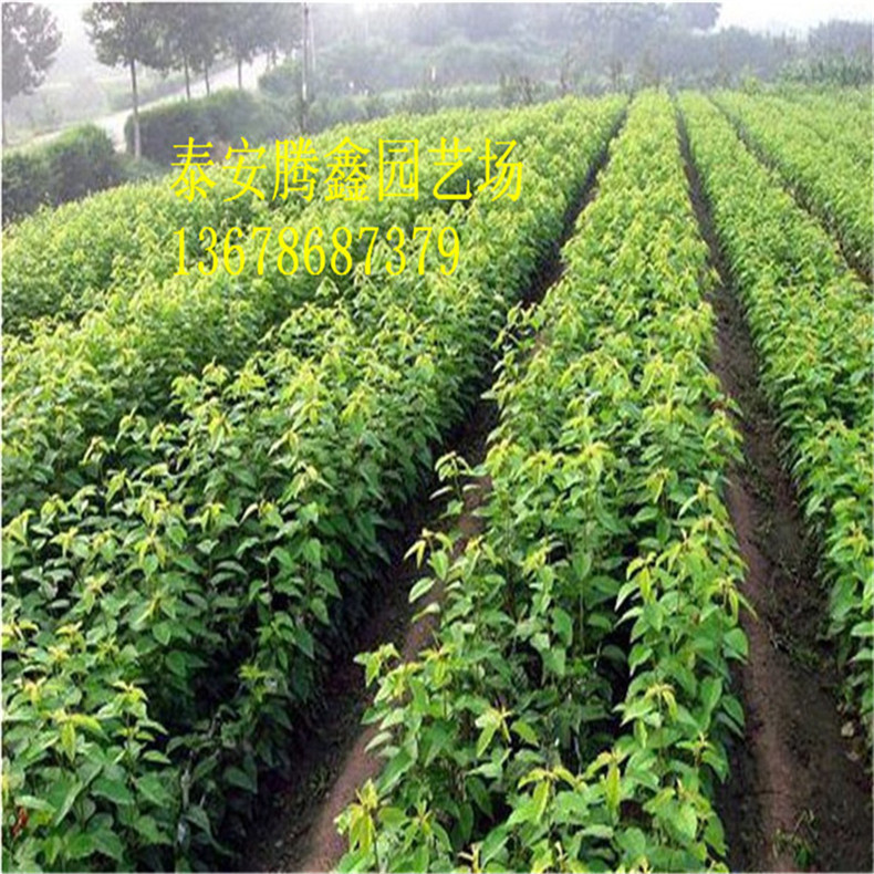 元丰核桃苗 第二年结果 嫁接苗 容易管理 保证成