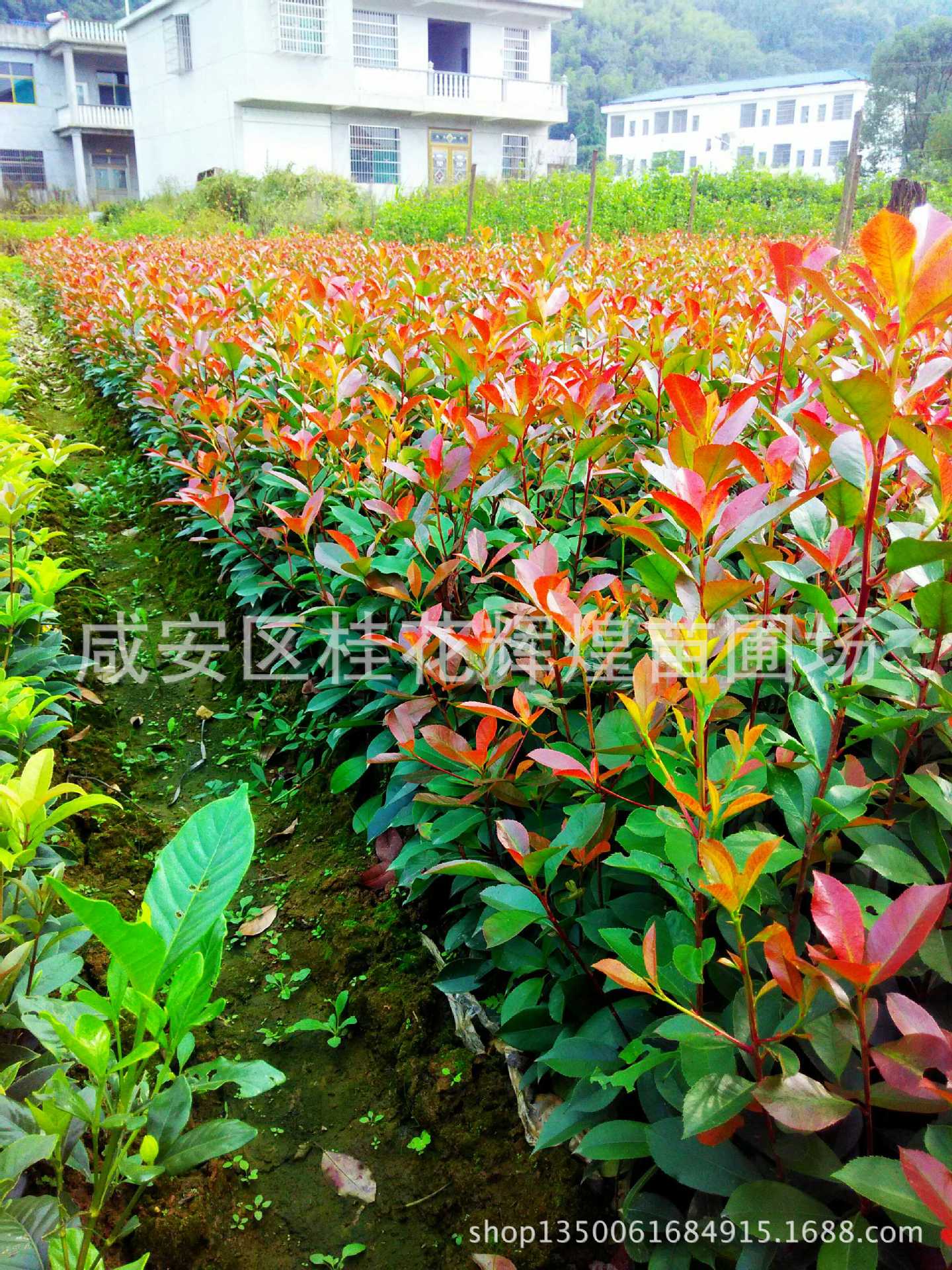 IMG_20151009_151240_HDR