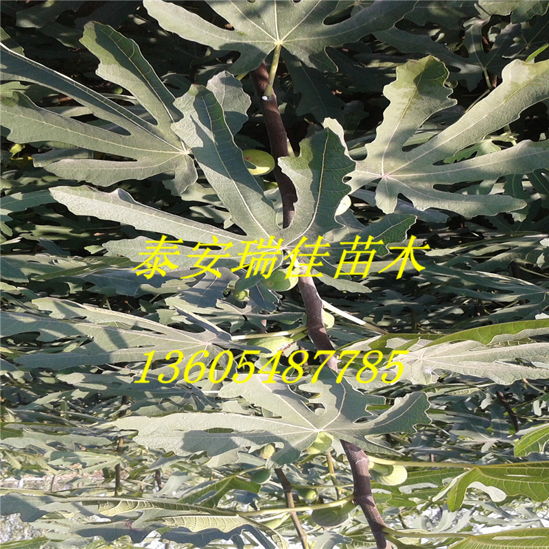 无花果20151011_082420_副本