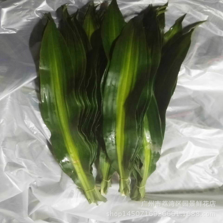 切叶植物有哪些,50种常见的切枝植物,切枝植物有哪些(第3页)_大山谷图库