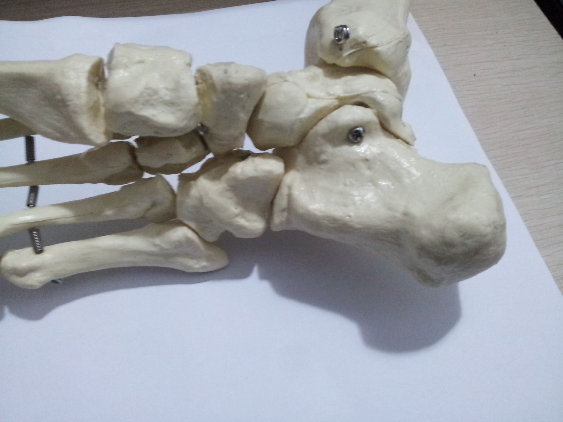 骨骼模型_1:1脚关节模型 功能足部 教学培训专用骨骼 - 阿里巴巴
