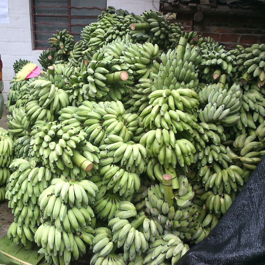 【广西南宁农科院果苗】_广西南宁农科院果苗