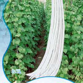 白豆角_白豆角价格_优质白豆角批发\/采购