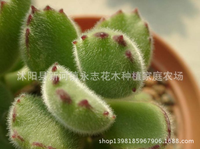 68c0bec3hc66be0490c12&690