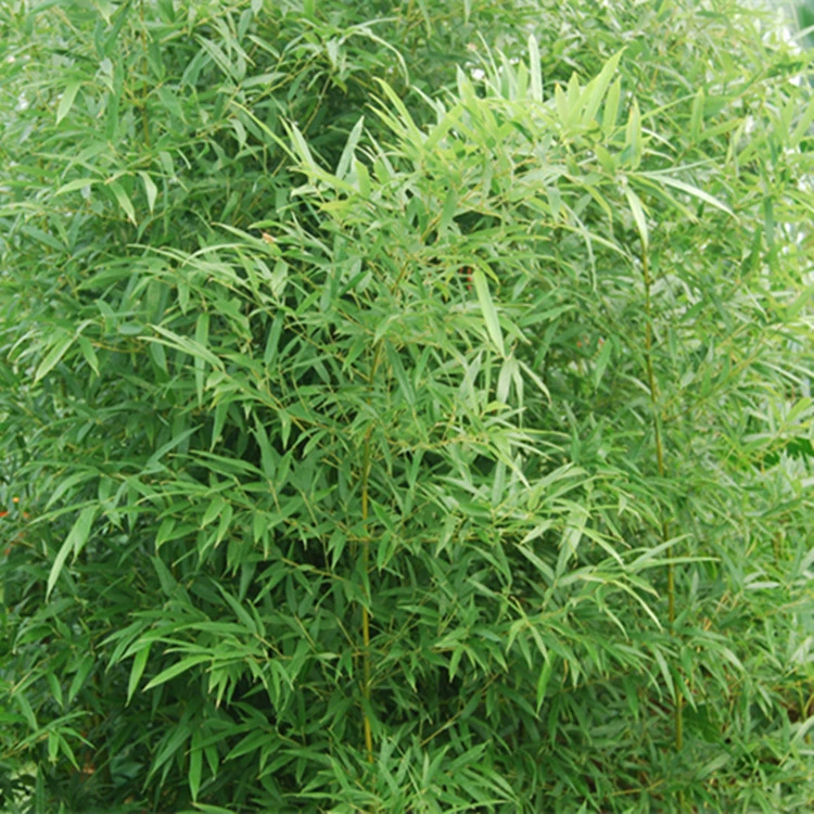 Оптовая продажа диаметром 1-5 см, передвременный садовый бамбук, сильная холодостойкость, требуется почва, устойчивость к тени Xiguang, также известный как бамбук грома.