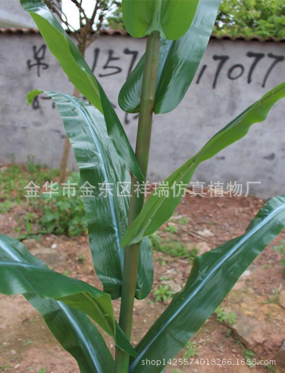 玉米叶片细节图片