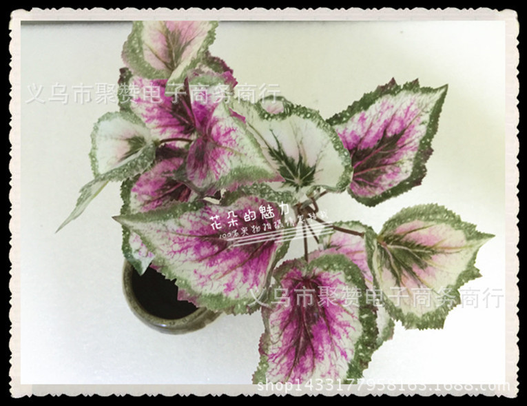 IMG_0086_副本_副本