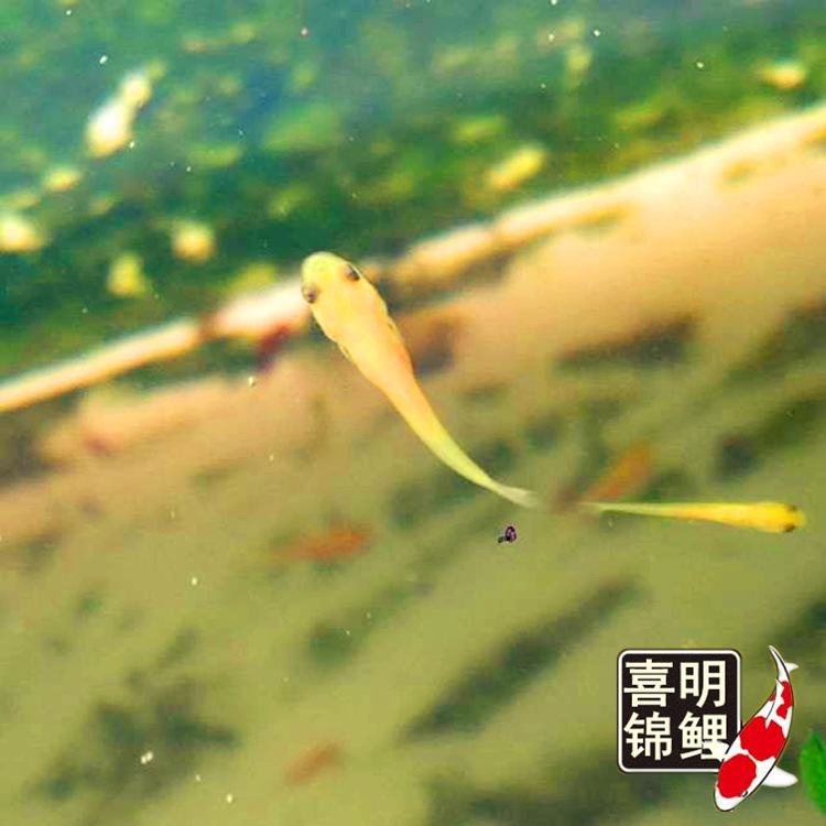 水花成长记录5