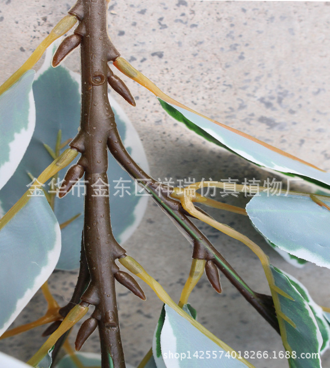 XRB-131四叉枝白边樟树叶44叶52厘米3