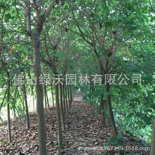 �����׏�12���ּt�����G-�G���G-�@�ֹ����е���-ͥ�a��-�L����