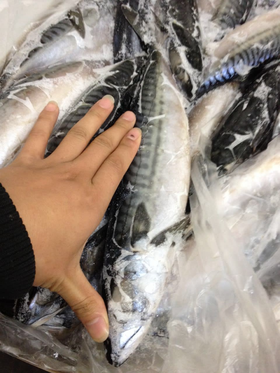 wholesale Freezing Norway Mackerel Spanish mackerel Barbecue buffet Seafood Buffet supermarket Group purchase