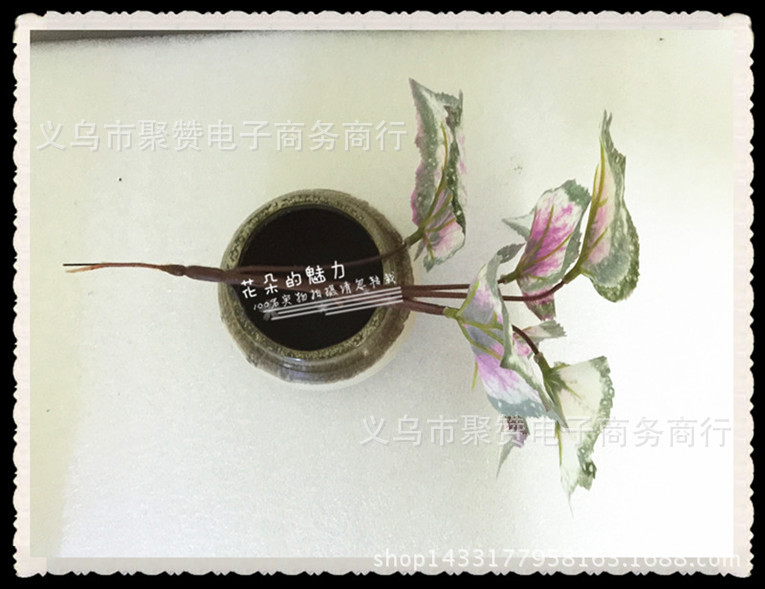 IMG_0088_副本_副本