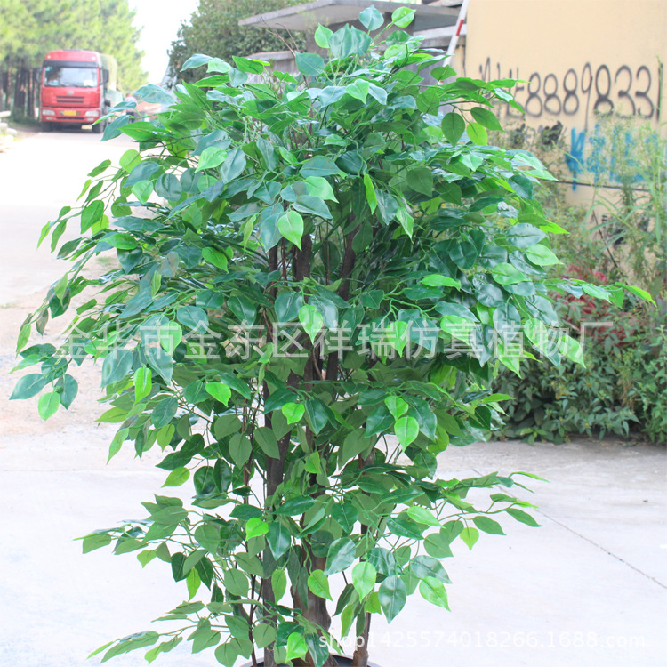 XRS-107古龙树头绿榕树1512叶150厘米5