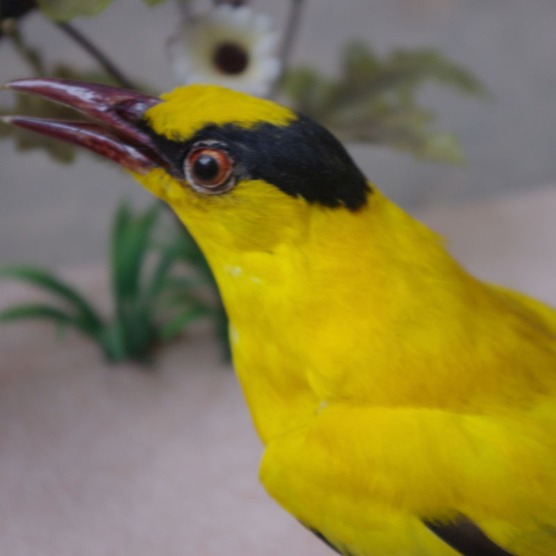 毛仿真動物仿真黃麗標本黃鹂鳥小鳥擺件工藝品標本鳥廣告鳥類