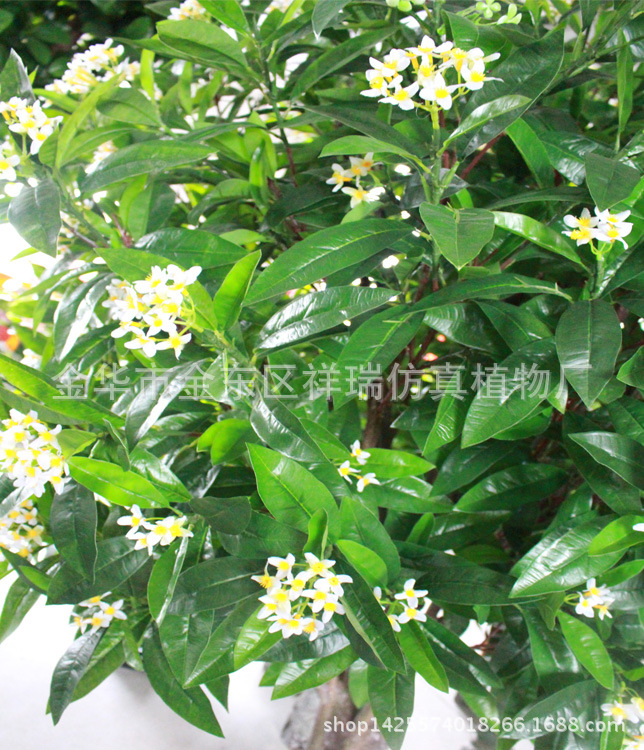 XRS-095新四叉树头桂花树220厘米花叶1