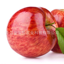 果園生鮮水果現貨出售優質蘋果花粉 蘋果樹授粉用花粉