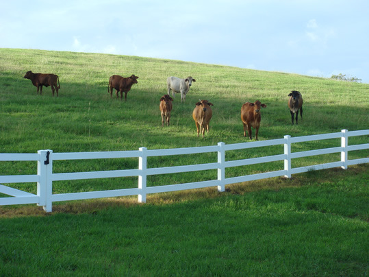 厂家直销PVC栅栏户外围栏PVC马场护栏美式护栏跑马场围栏
