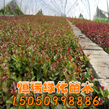 红花紫薇小苗销售 规格全 紫薇树销售 量大从惠 红花紫薇苗价格