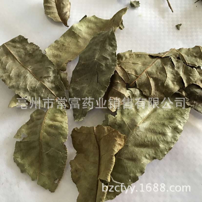 Cyclocarya Pilius Qing Qian Liu Whole Leaf Tea 500g Fujian Origin quality and texture