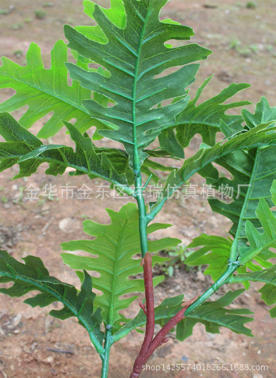 火轮树春色三叉枝15叶背