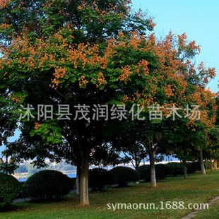 �@�־G�����̘����е���ͥԺ���@����� ���  �Sɽ�� ���С��