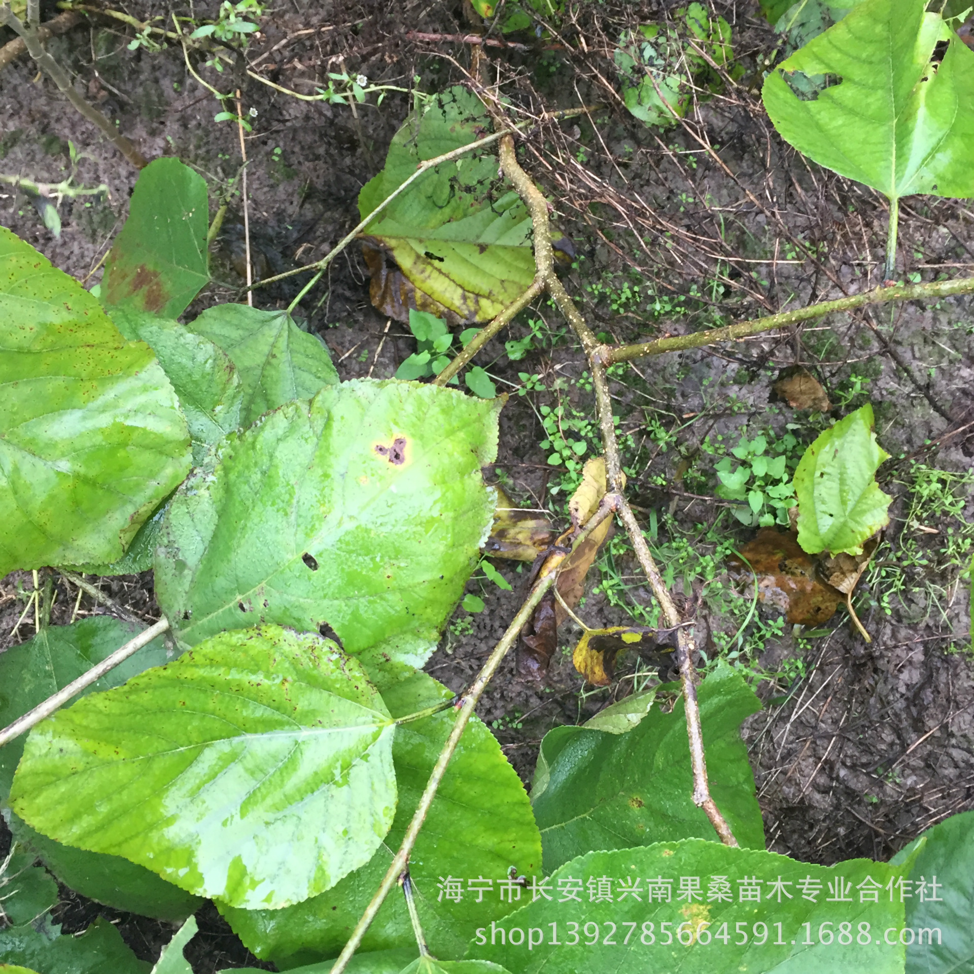 基地种植供应桑树苗木种苗果桑苗 台湾长果桑椹苗桑葚树1.5米高