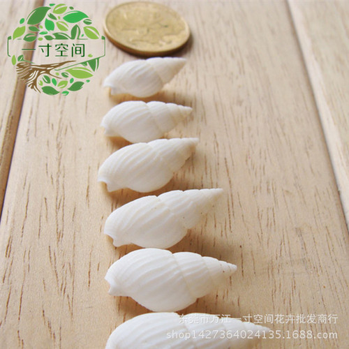 Moss Micro Landscape, Ocean Landscape, Natural Small White Snail, White Sea Shell, Shell, Ocean Decorative Ornament