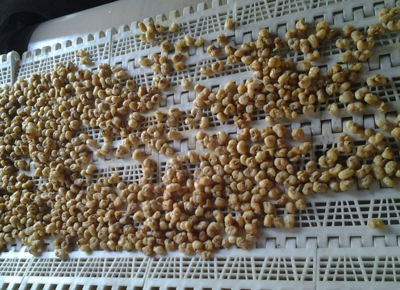 鸽粮线麻|台湾火麻子灭活设备|微波熟化设备