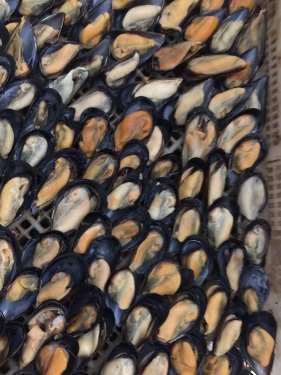 海红贝壳图片,贝壳图片,海红图片(第3页)_大山谷图库
