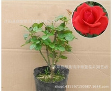 �������l ��Ʒ���¼� �����¼�����Ҏ���Rȫ ���㻨�� �ļ��_��