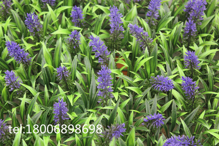 IMG_4864_副本_副本_副本