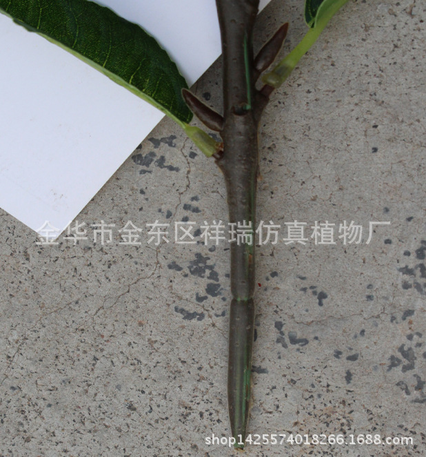 XRB-124四叉枝都匀毛尖茶叶36叶50厘米7