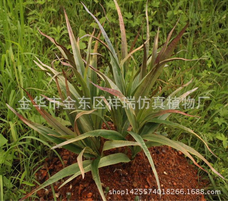 XRS-079把束芒草芦苇叶10叶45CM1