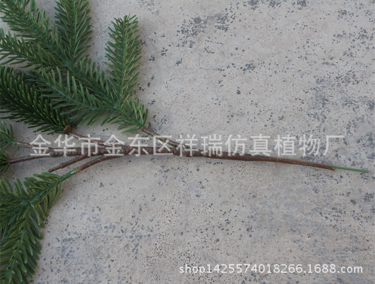 XRB-043岷江冷杉五叉枝17叶1果55厘米4