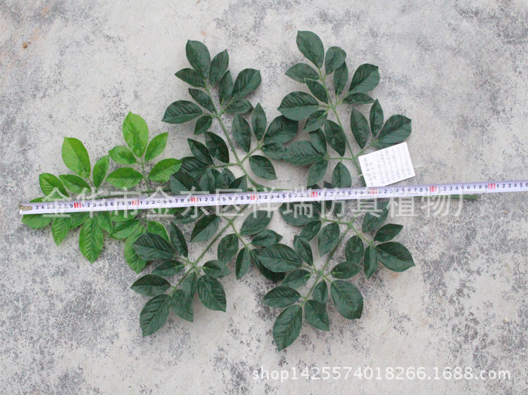 XRS-088五叉富贵叶95叶平面长