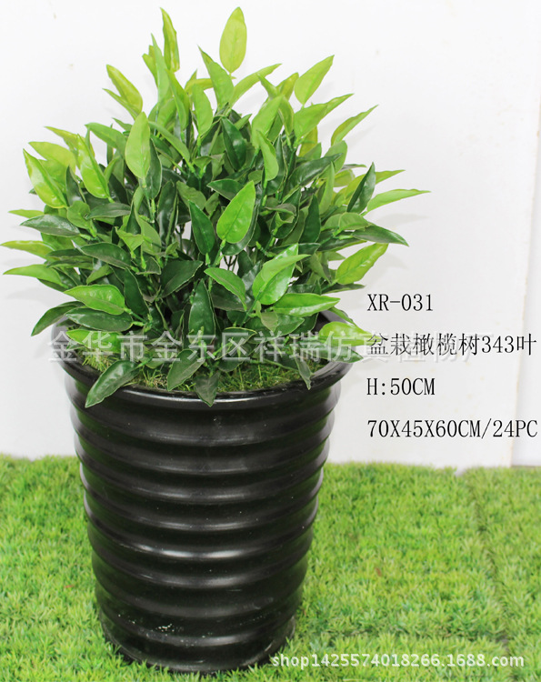 XRS-031盆栽橄榄叶343叶50厘米种盆