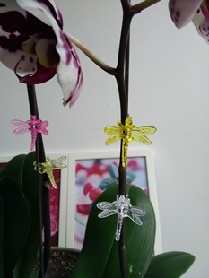 Phalaenopsis выделенная посаженная посаженная виноградная лоза Федерация федерации садоводства