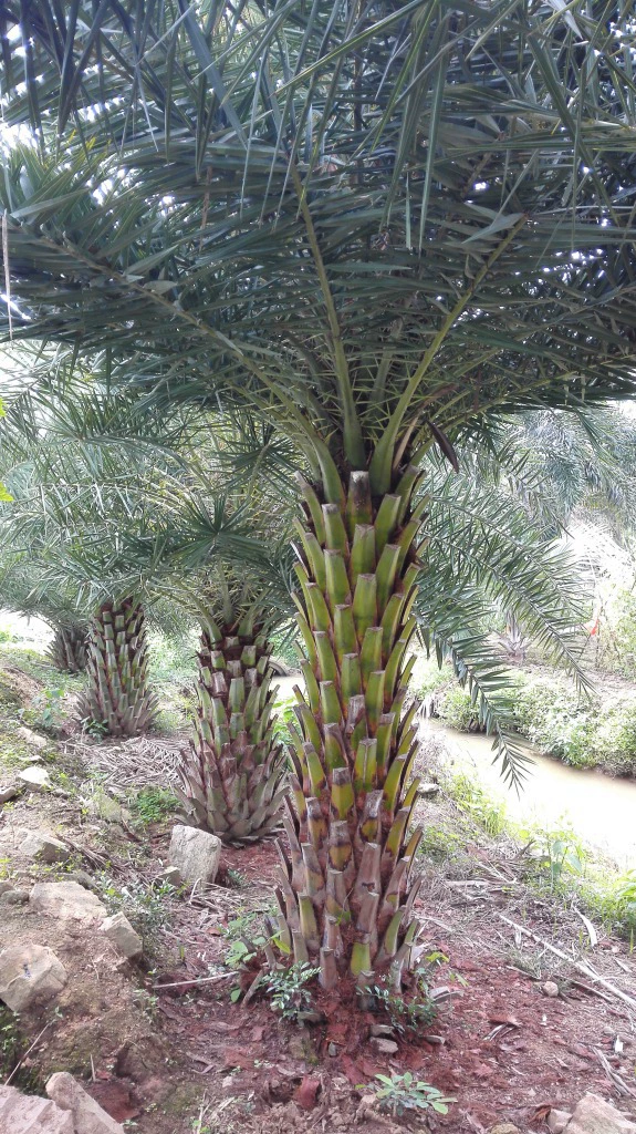 Большой запас средневосточных морских пальм и серебристых морских пальм высотой 1,8–2.0m метров и диаметром ствола 50 см и более для ландшафтного дизайна.