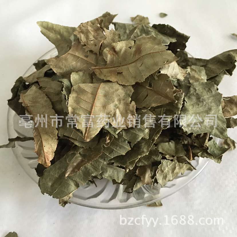 Cyclocarya Pilius Qing Qian Liu Whole Leaf Tea 500g Fujian Origin in use