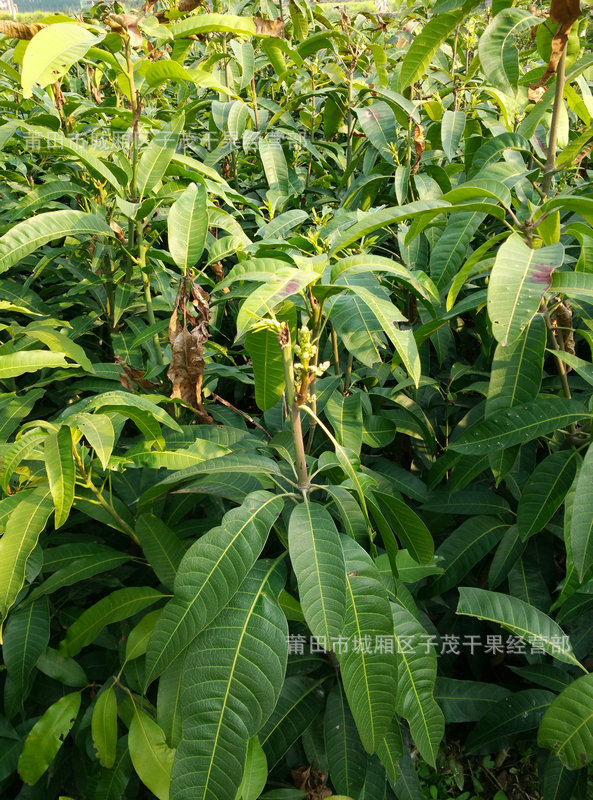 水果种苗