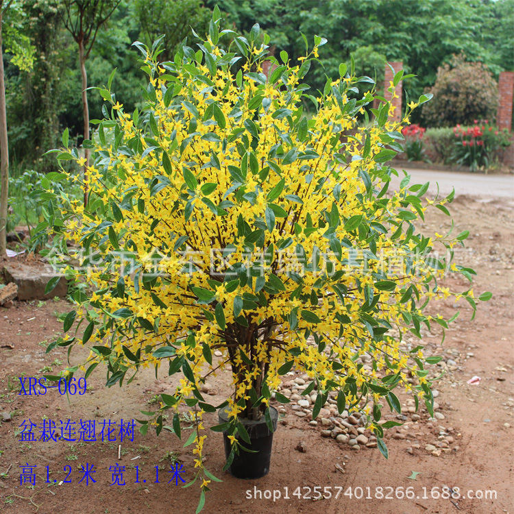 盆栽连翘花树整