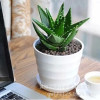 Potted flowers indoors not night city small aloe vera succulent plants