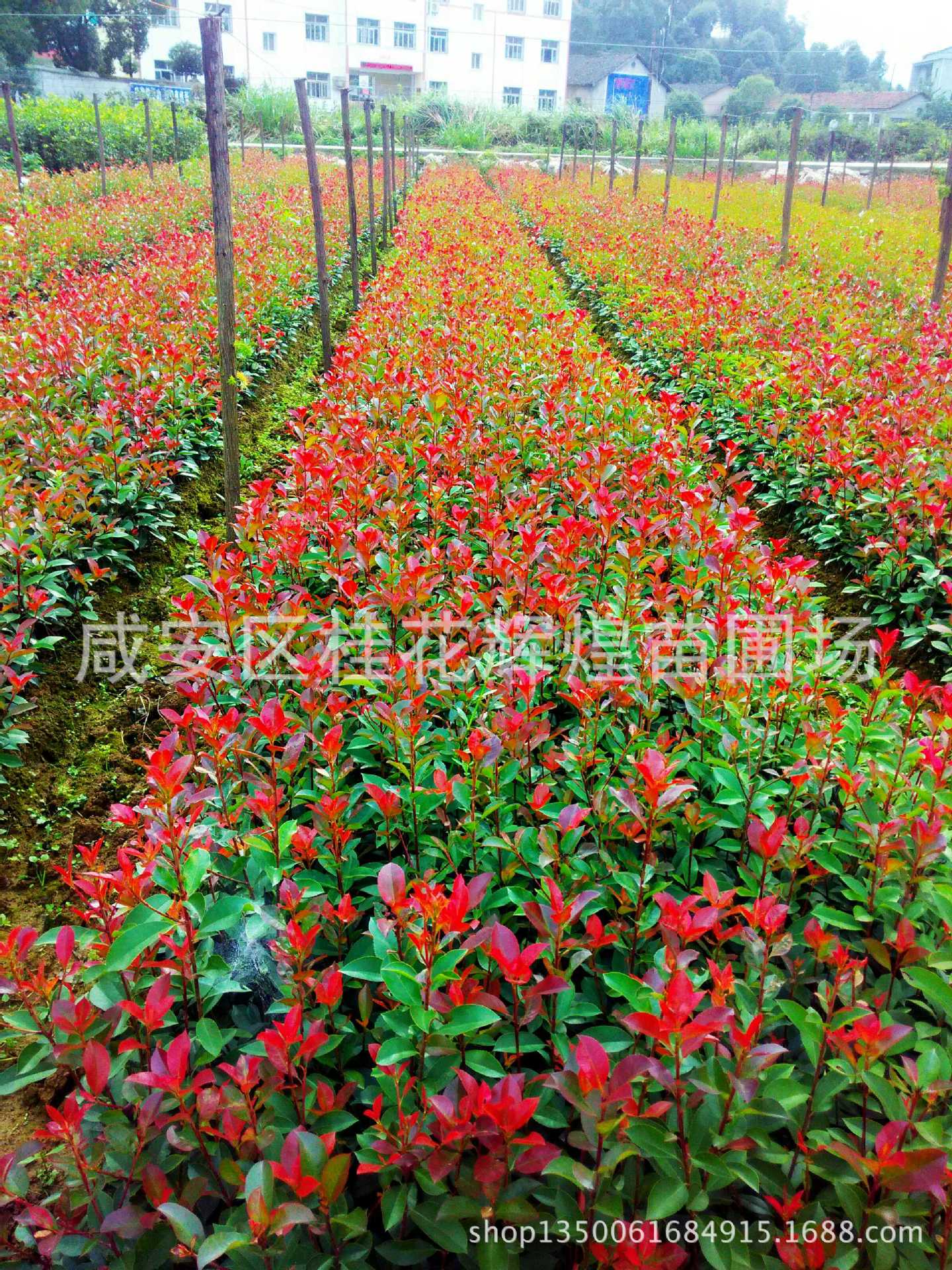 IMG_20151009_151319_HDR