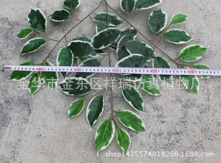 XRB-114白边榕3叉枝39叶宽