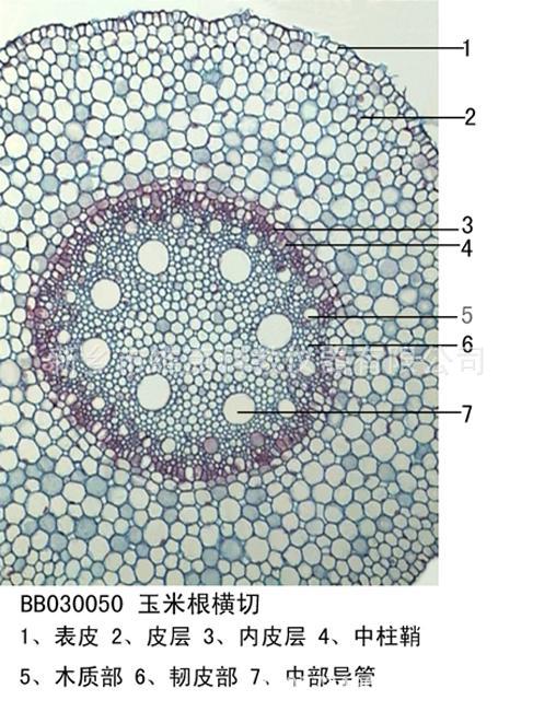 玉米根横切 生物切片 植物类装片 根及根的变态 显微镜用-阿里巴巴