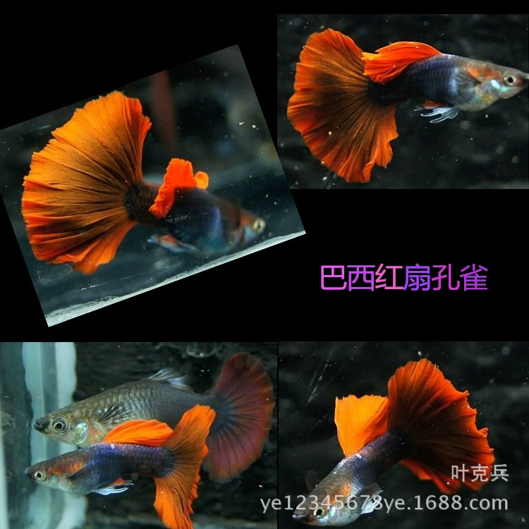 Тропические декоративные рыбы оптом Бразильский красный вентилятор Гуппи анчоус живородящие рыбы