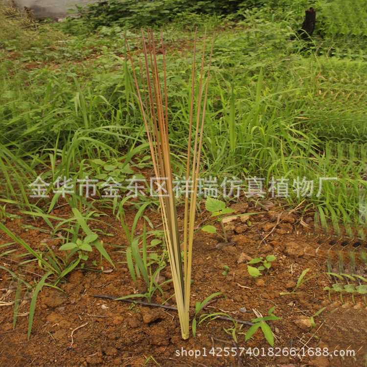 单枝芒草洋葱草叶12叶80CM