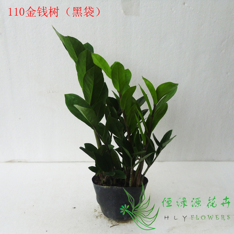 [Direct Supply from the Base] Indoor Leaf Viewing Small Potted Plant to Purify the Air, Green Plant Money Tree (A110) Money Tree